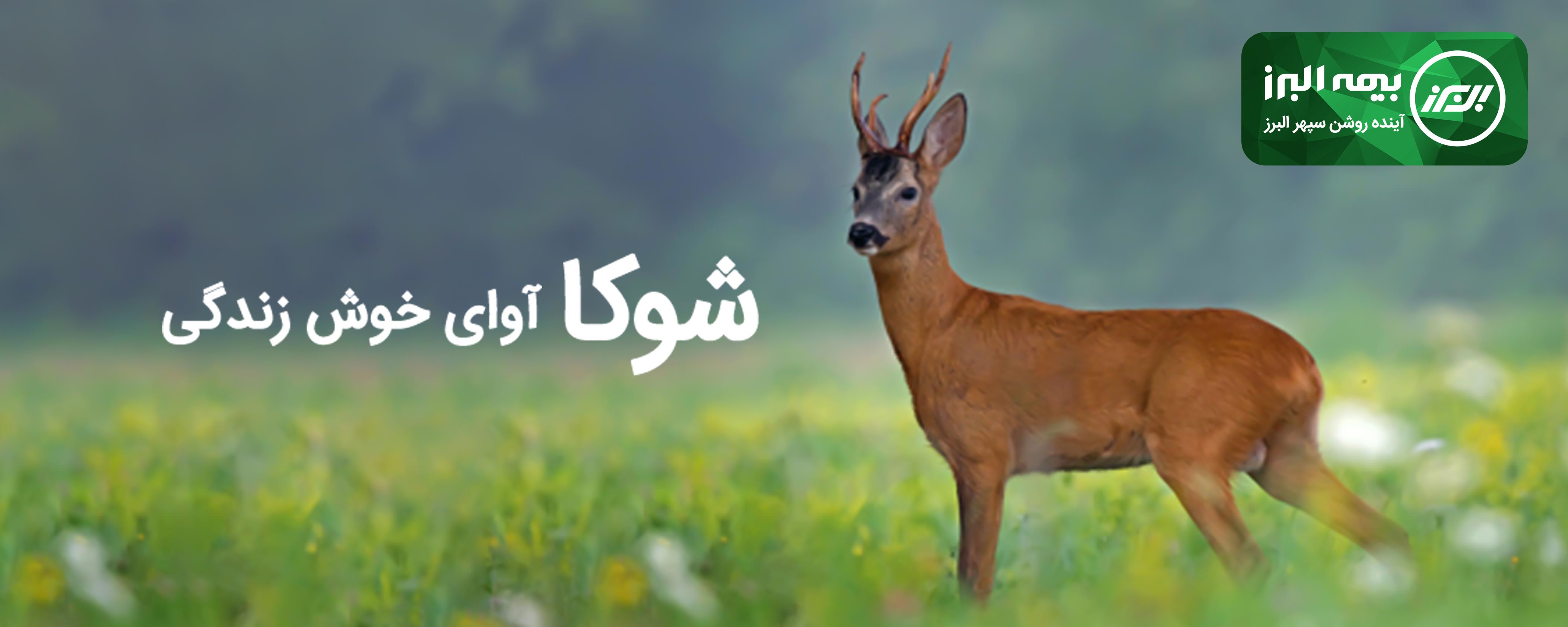 مزایای بیمه عمر شوکا چیست